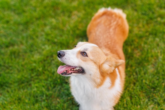日没時の緑の草の上の公園にあるコーギー品種の愛らしい幸せな犬の肖像画