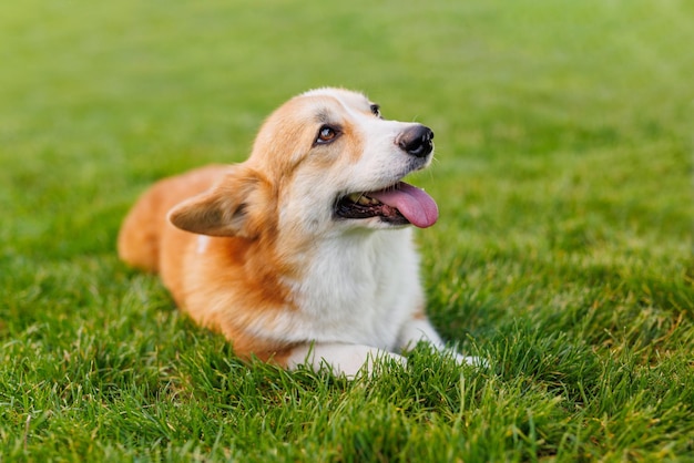 Photo portrait of adorable happy dog of the corgi breed in the park on the green grass at sunset