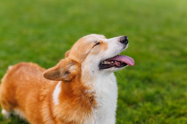 日没時の緑の草の上の公園にあるコーギー品種の愛らしい幸せな犬の肖像画