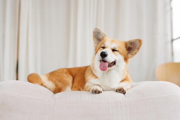 Photo portrait of adorable happy smiling dog of the corgi breed beloved pet in the beautiful home