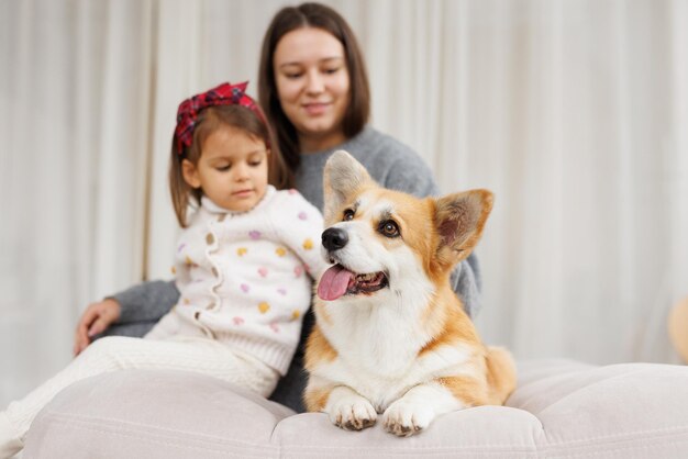 Photo portrait of adorable happy smiling dog of the corgi breed beloved pet in the beautiful home