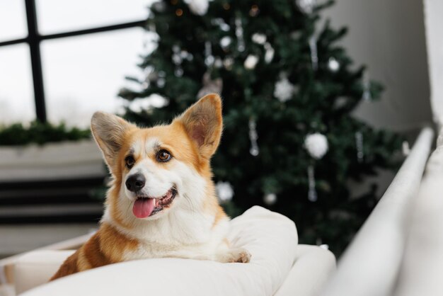 コルギー犬の可愛い幸せな笑顔の犬の肖像画 美しい家で愛されるペット