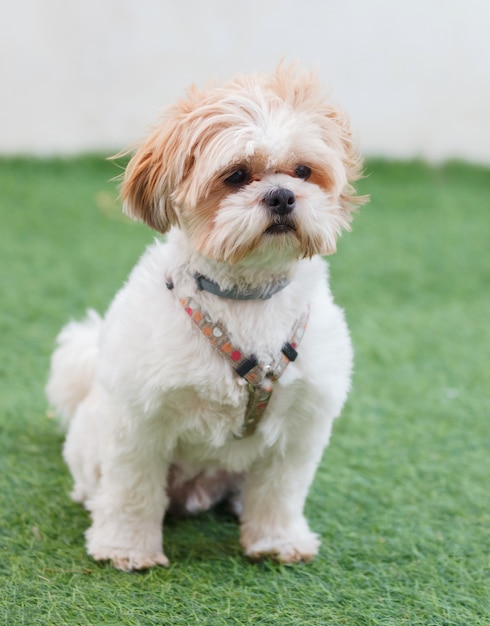 Portrait of a adorable Shih-Tzu dog 