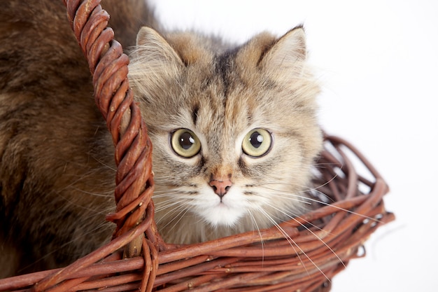 Ritratto di un adorabile gatto fulvo in un cestino di vimini (foto da vicino)