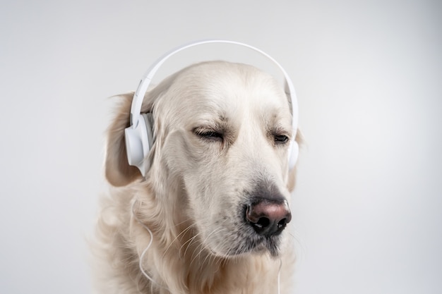 Portrait of an adorable White Golden Retriever with white headphones against a gray wall