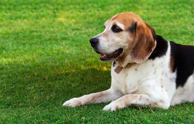 大人のビーグル犬の肖像画