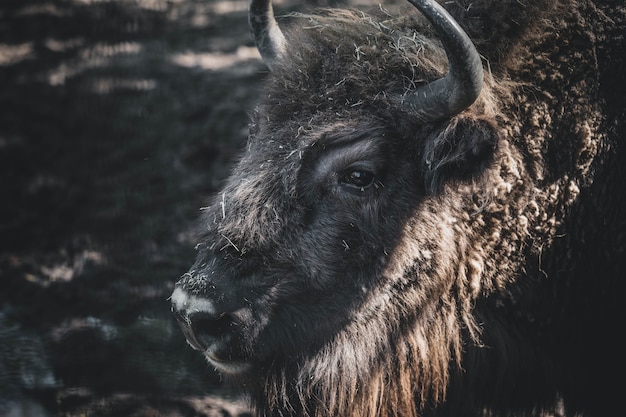 portrait of an adult bison