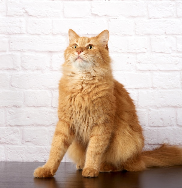 Portrait of an adult fluffy ginger cat on a white brick wall background