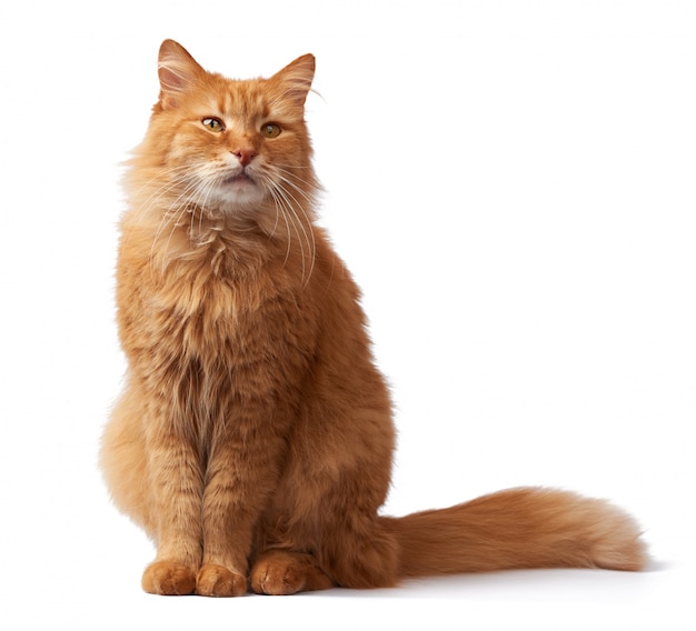 Portrait of an adult fluffy red cat