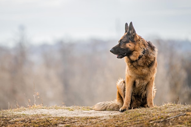 Portrait of an adult large German Shepherd dog sitting on a nature background in spring or autumn