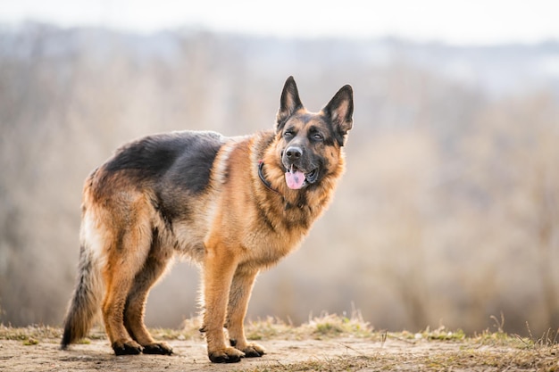 春または秋の自然を背景に立っている大人の大型ジャーマンシェパード犬の肖像画