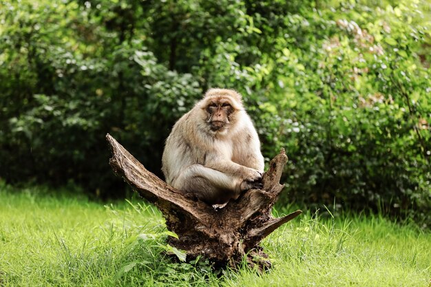 トロピカル・ナチュラル・パークで成人したマカクの肖像画 自然の森のエリアで不機嫌な猿 危険な動物との野生のシーン 選択的な焦点