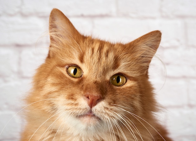 Portrait of an adult red cat, sad emotion on white