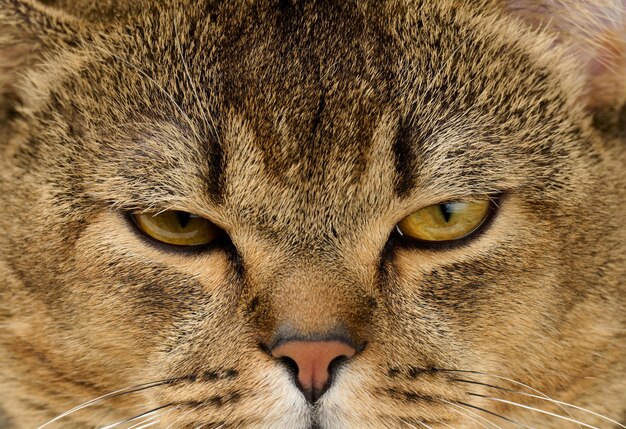 Portrait of an adult straight-eared Scottish gray cat, close up