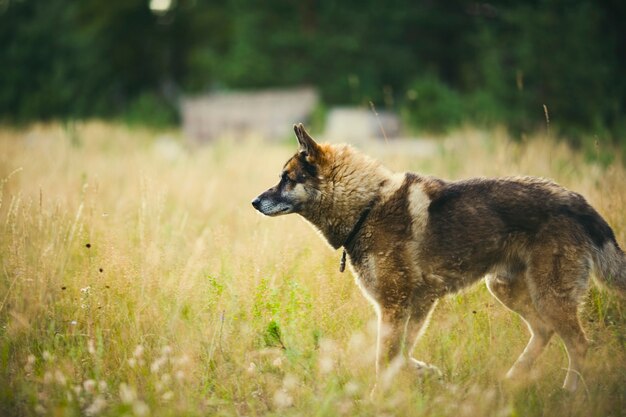 Portrait of an adult and a very intelligent dog on the nature. Mixed Shepherd and Husky.