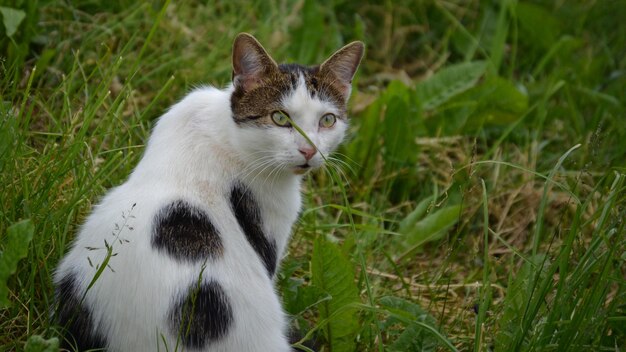 러시아 잔디 에 어두운 반점이 있는 성인  고양이의 초상화