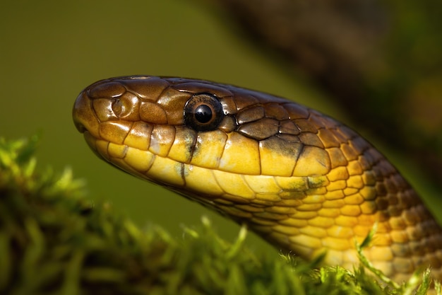 Portrait of aesculapian snake looking in summer nature