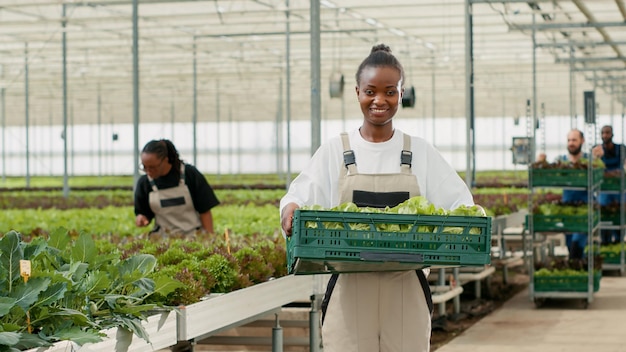 Portrait of african american greenhouse worker holding crate with hand picked lettuce while diverse men push crates with crop. Smiling woman showing daily production in hydroponic enviroment.