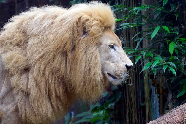 Portrait of an African Lion