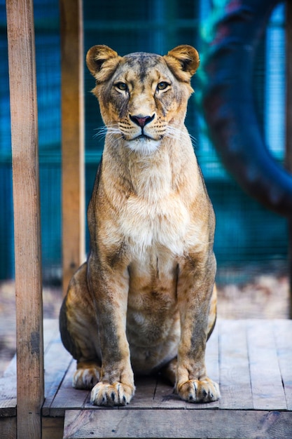 Ritratto di una leonessa africana panthera leo