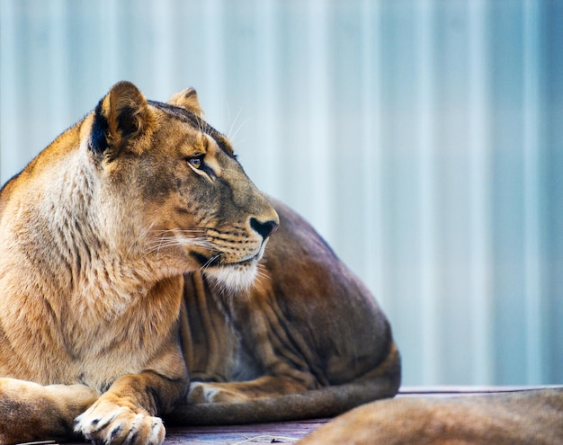 Portrait of an African lioness Panthera leo