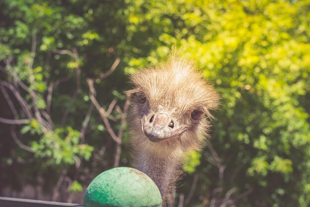 Portrait of an African ostrich closeup on a forest background