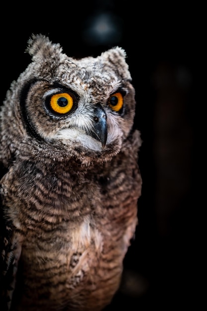 portrait of the African owl, studio photo, black background, daylight