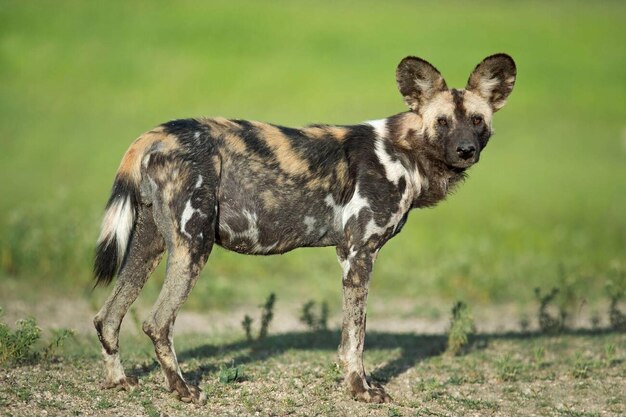 Portrait of African Wild Dog Lycaon pictus standing in forest Tanzania Stock Photo