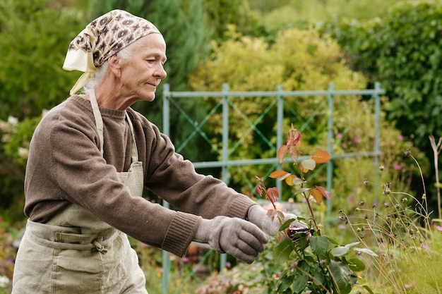 Portrait of aged woman with pruner cutting dry parts of rose bush in the garden