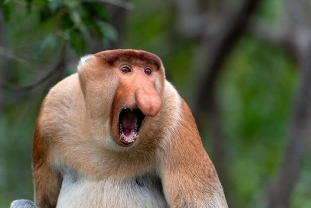 Foto ritratto di aggressivo maschio proboscide monkey nasalis larvatus nel sabah borneo malaysia