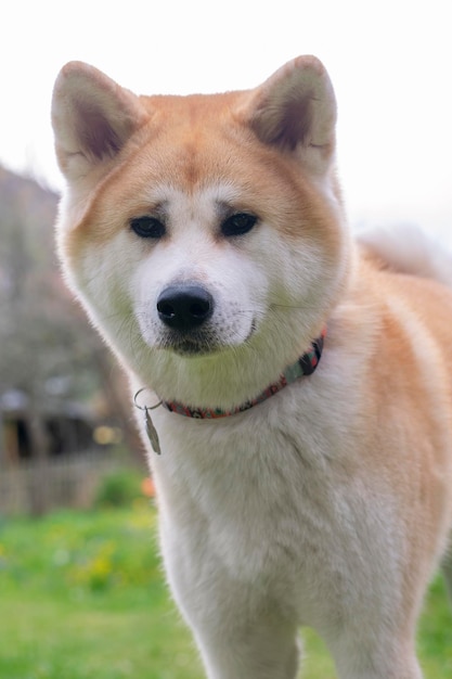 Photo portrait of an akita inu dog