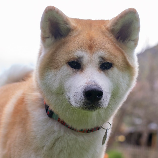 Photo portrait of an akita inu dog