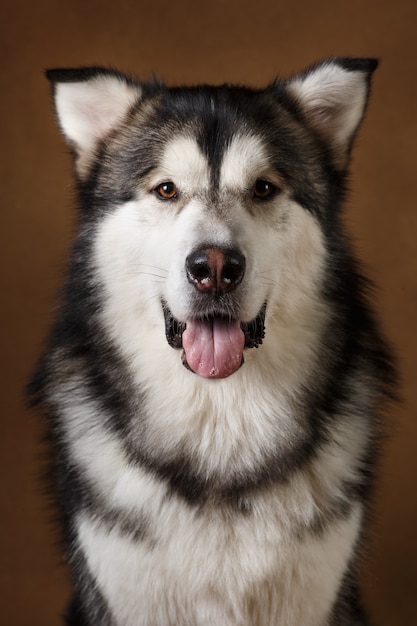 Portrait of alaskan malamute dog sitting in studio on brown