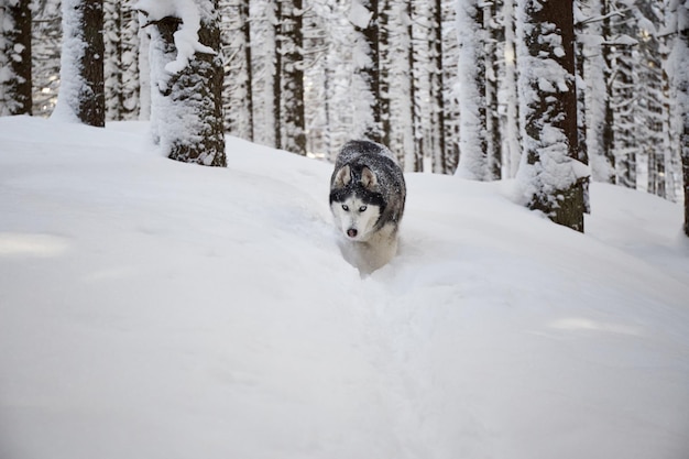 Portrait of Alaskan Malamute dog on snow Winter hiking in the forest Carpathian mountains Ukraine