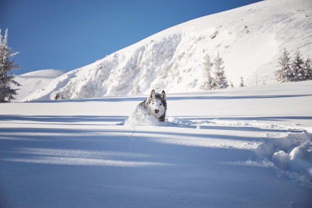 Portrait of Alaskan Malamute dog on snow Winter hiking in the mountains Carpathian mountains Ukraine