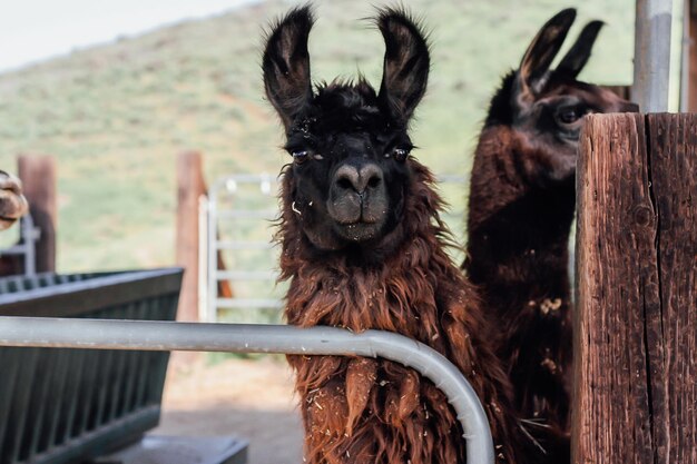 Foto ritratto di un alpaca in una fattoria