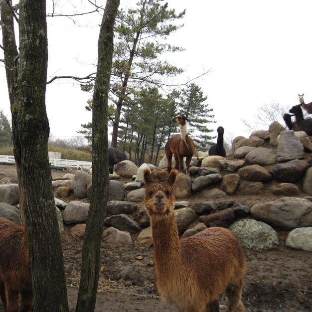 Foto ritratto di un alpaca sul paesaggio