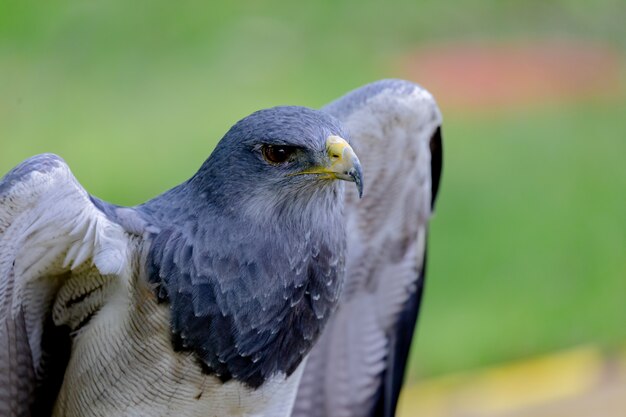 Portrait of a amazing southamerican bird 