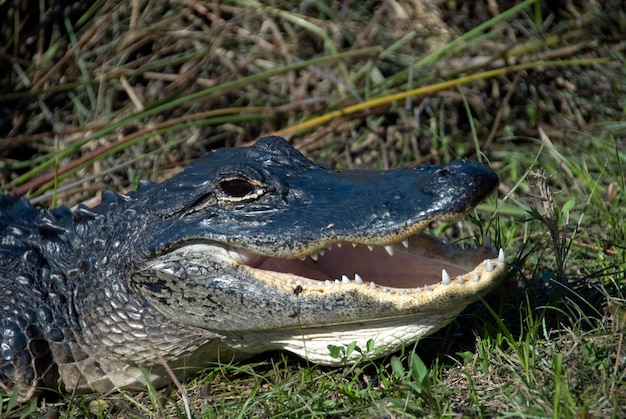 Portrait of an American alligator with his mouth open