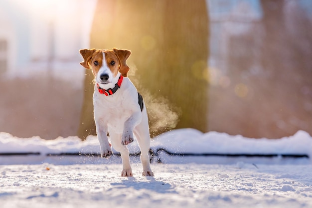 겨울에 공원에서 카메라에 눈을 통해 실행 미국 비글 강아지의 초상화