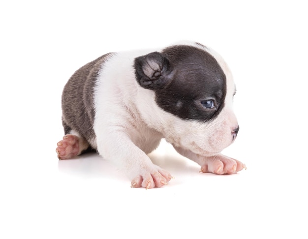 Portrait of american bully 3 week old puppy in a studio on white background