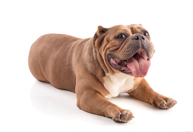 Portrait of an american bully dog lying on a white background