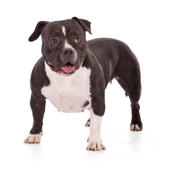 Portrait of american bully dog in a studio on white background