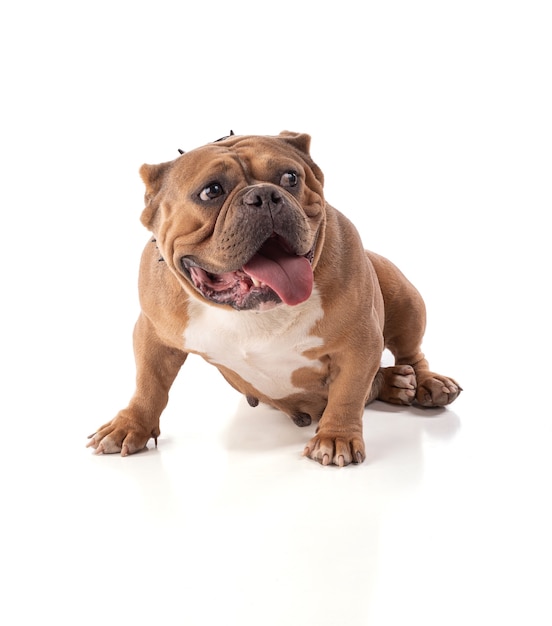 Portrait of an american bully dog on a white background