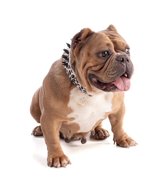 Portrait of an american bully dog on a white background