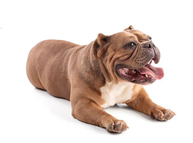 Portrait of an american bully dog on a white background