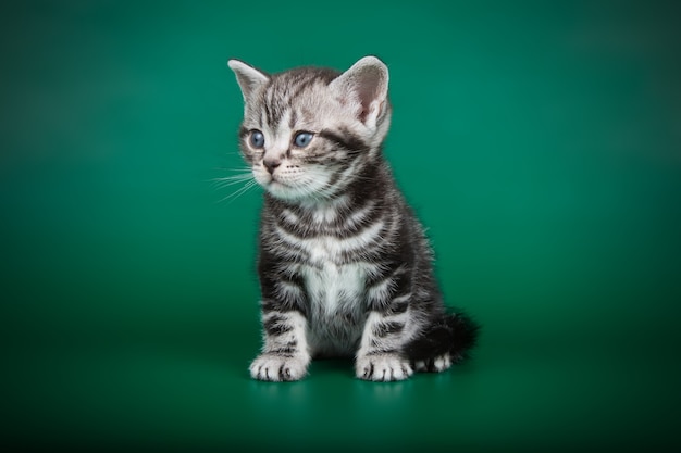 Portrait of an American shorthair cat on colored wall