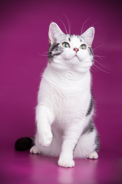 Portrait of an American shorthair cat on colored wall