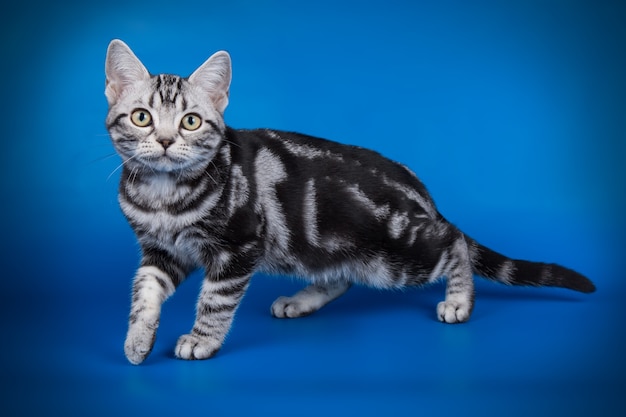 Portrait of an American shorthair cat on colored wall