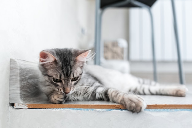 自宅でアメリカンショートヘアの子猫の肖像画。